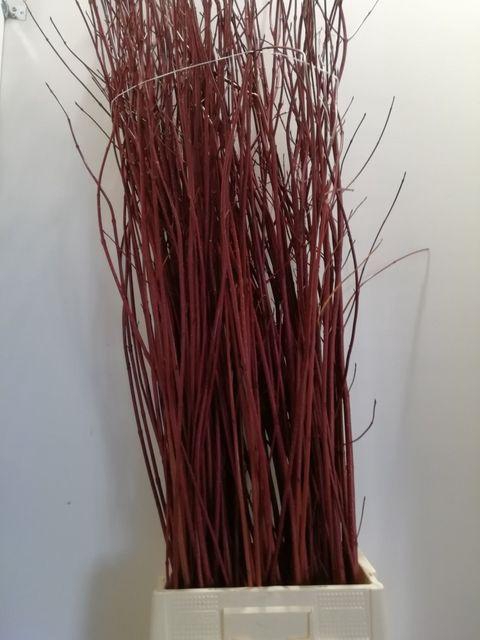 <h4>CORNUS ALBA SIBIRICA 170CM</h4>