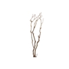 Syringa Branch Extra Morris