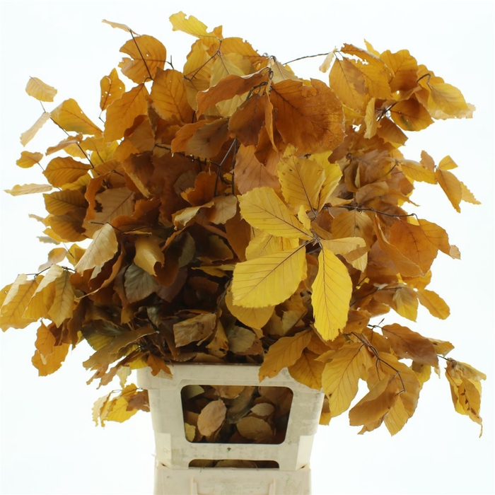 <h4>Pres Beech Leafs Yellow</h4>