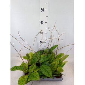 Hoya callistophylla 'KAL 16'