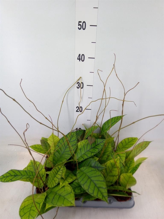 <h4>Hoya callistophylla 'KAL 16'</h4>