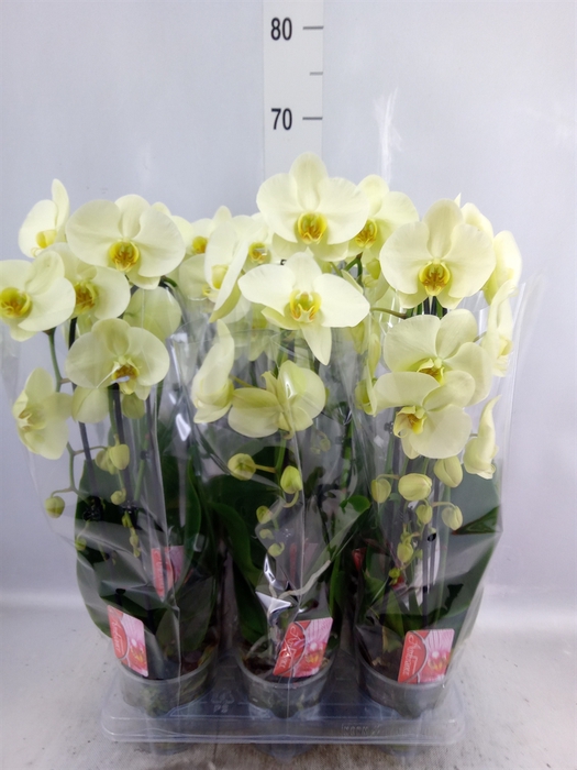 <h4>Phalaenopsis  'Elegant Cascade'</h4>