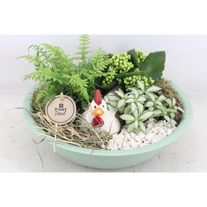 arr2 PL - Zink schaal groen kip