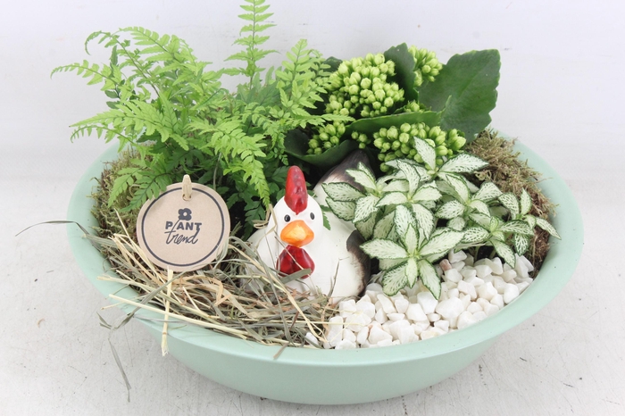 <h4>arr2 PL - Zink schaal groen kip</h4>