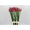 Nerine Katjana