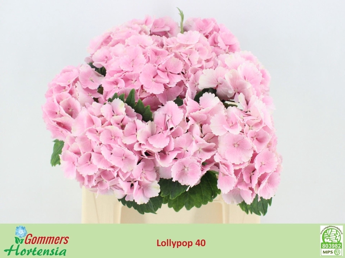 <h4>HYDR M CH LOLLYPP RZ</h4>