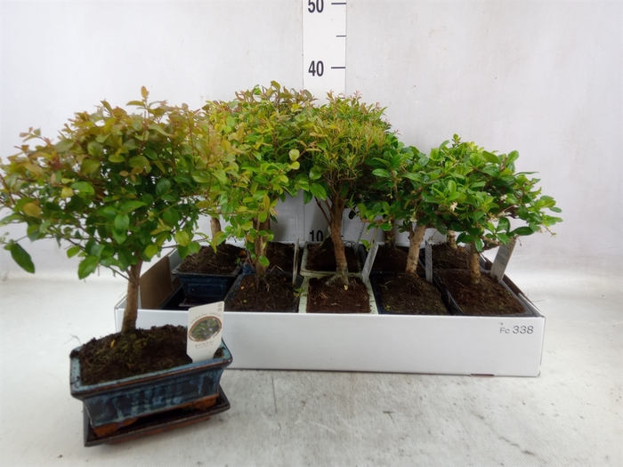 <h4>Bonsai   ...mix</h4>