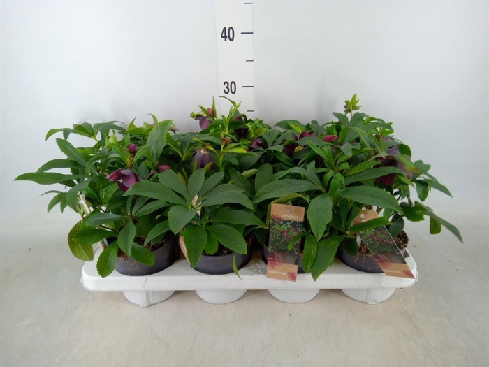 <h4>Helleborus ori.</h4>