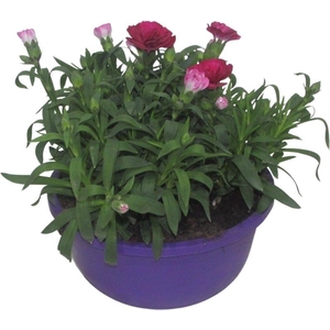 Hello Spring Dianthus Oscar in 19 cm schaal Paars