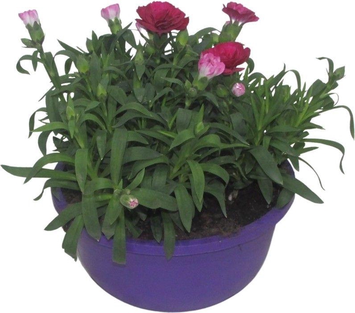 <h4>Hello Spring Dianthus Oscar in 19 cm schaal Paars</h4>