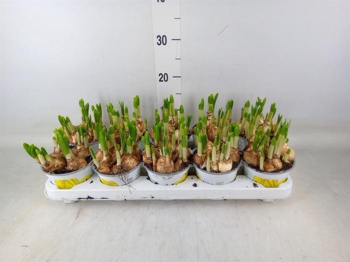 <h4>Narcissus  'Tete a tete'</h4>