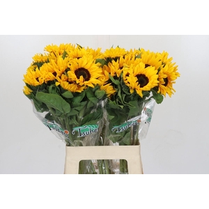 Helianthus Orange Fire