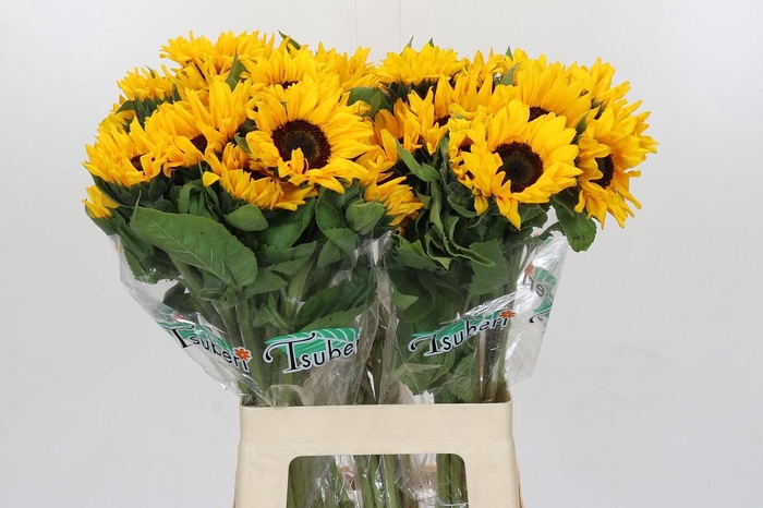 Helianthus Orange Fire