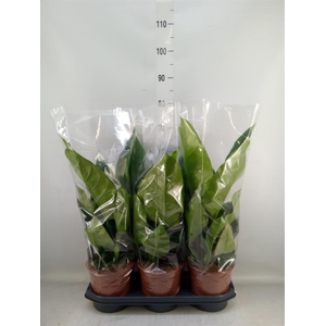 Philodendron  'Imperial Green'