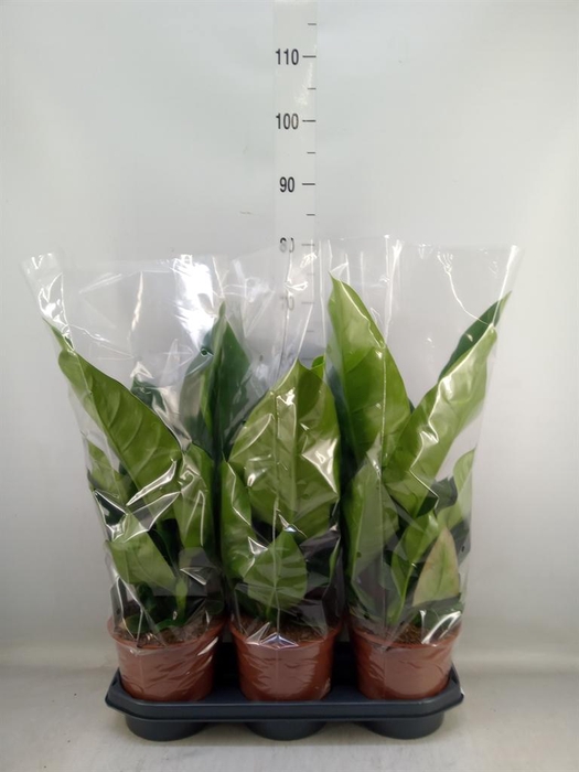 <h4>Philodendron  'Imperial Green'</h4>