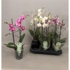Phal Mf Gem 3 Kl
