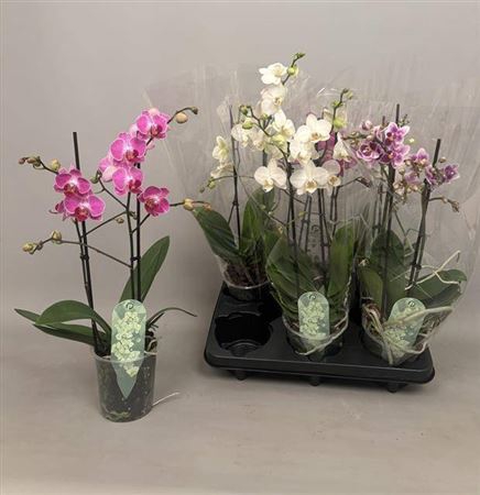 <h4>Phal Mf Gem 3 Kl</h4>