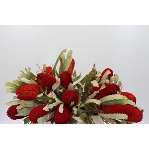 Banksia Burdetti Red