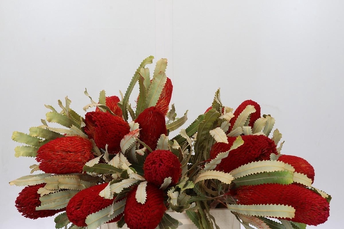 <h4>Banksia Burdetti Red</h4>