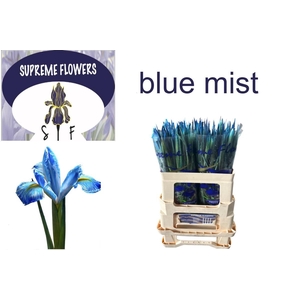 IRIS OV