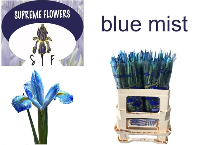 <h4>IRIS OV</h4>