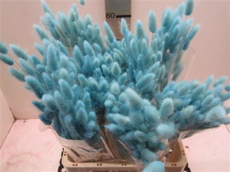 Deco Lagurus Licht Blauw