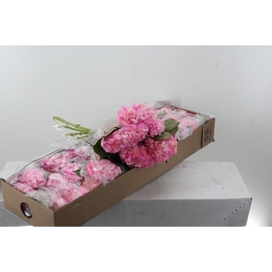 Hydr CAT008 Pink Select Box