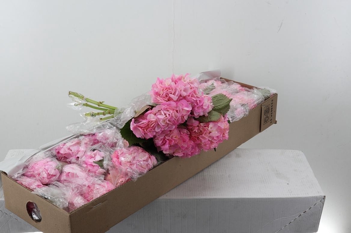 <h4>Hydr CAT008 Pink Select Box</h4>