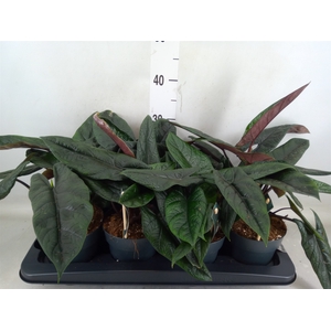 Alocasia scalprum