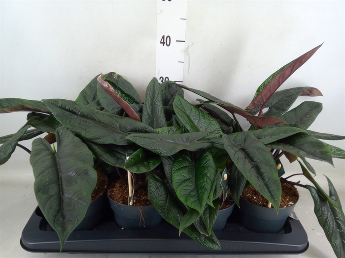 <h4>Alocasia scalprum</h4>