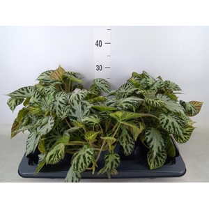 Begonia BD 'Silver Jewell'