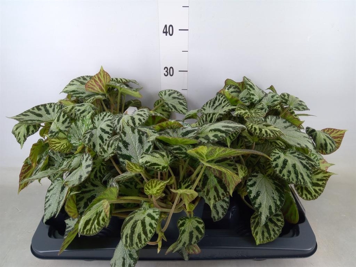 <h4>Begonia BD 'Silver Jewell'</h4>