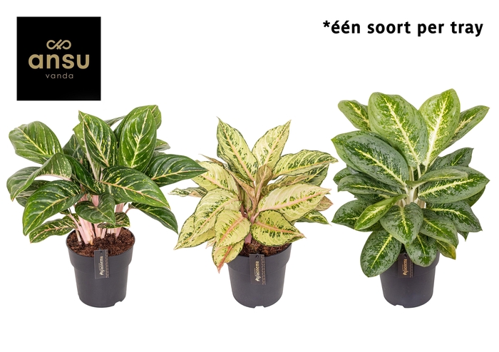 <h4>Aglaonema Green Surprise Tray</h4>