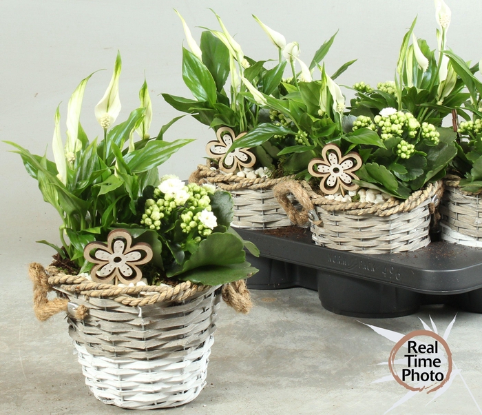 <h4>ARR KAMERPL</h4>