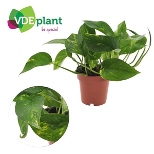 Epipremnum Aureum 12cm