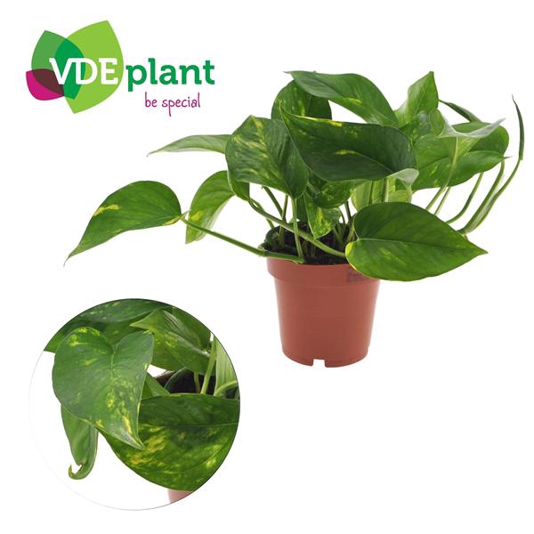<h4>Epipremnum Aureum 12cm</h4>