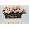 Paeonia Pink Giant