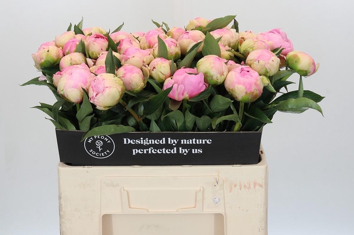<h4>Paeonia Pink Giant</h4>
