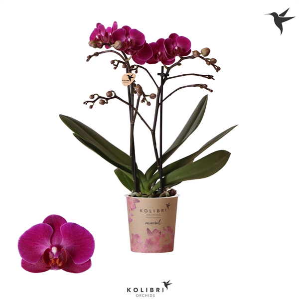 <h4>Kolibri Orchids Phalaenopsis Morelia 2 spike</h4>