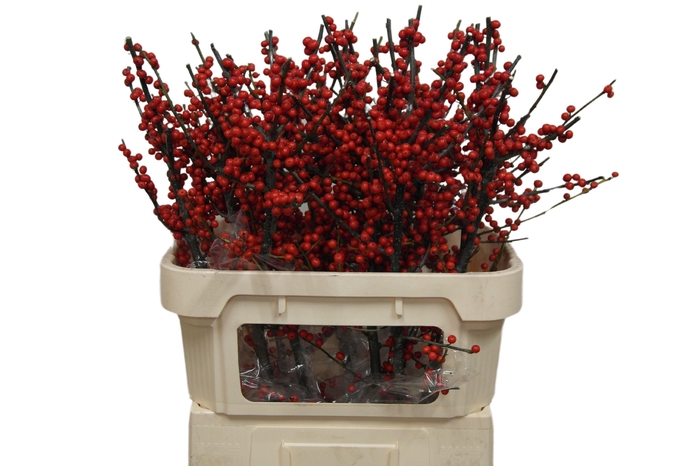 <h4>ILEX VE RODE BES</h4>