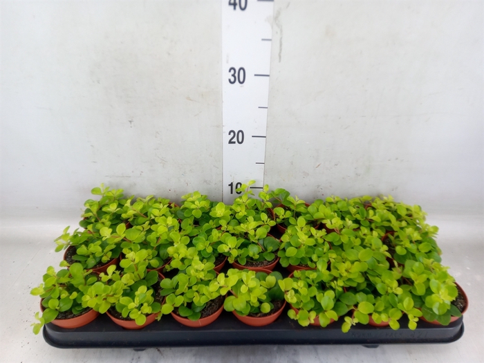 <h4>Peperomia rotundifolia</h4>