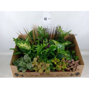 Planten Groen   ...mix 24