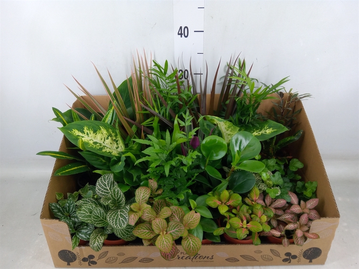 <h4>Planten Groen   ...mix 24</h4>