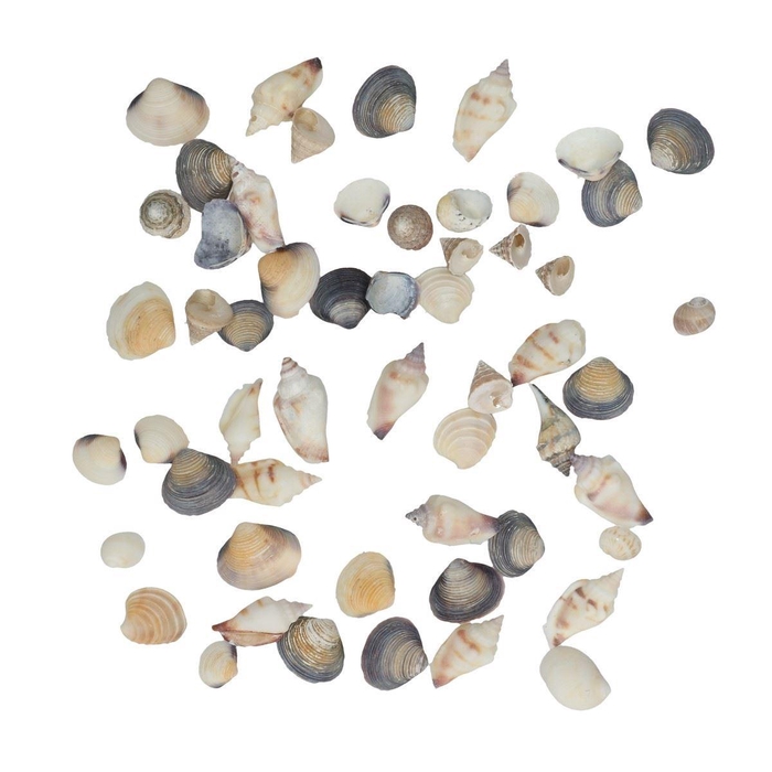 <h4>Shells shell mix 500g</h4>