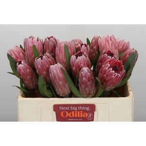 Protea Pink Ice