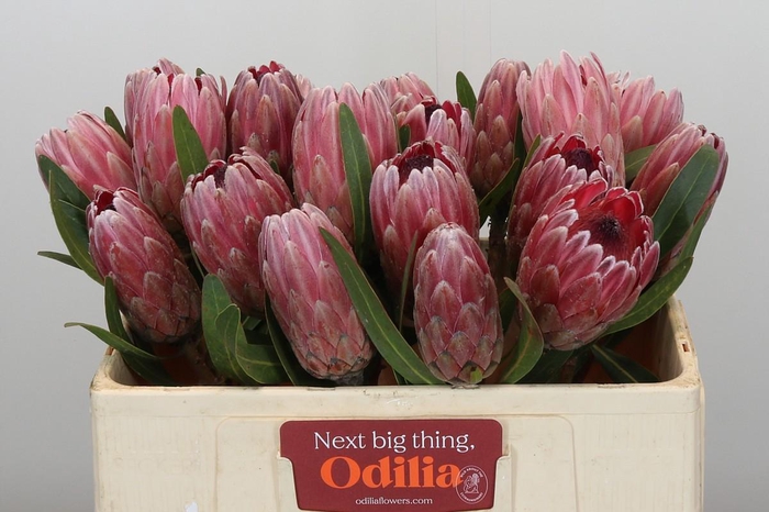 <h4>Protea Pink Ice</h4>