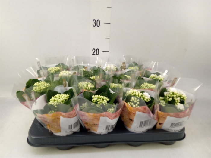 <h4>Kalanchoe blos. 'RosDon Dione'</h4>