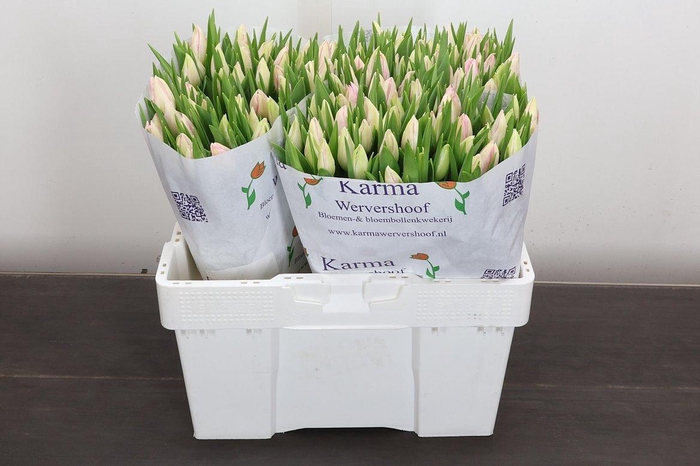 <h4>Tu En First Class</h4>