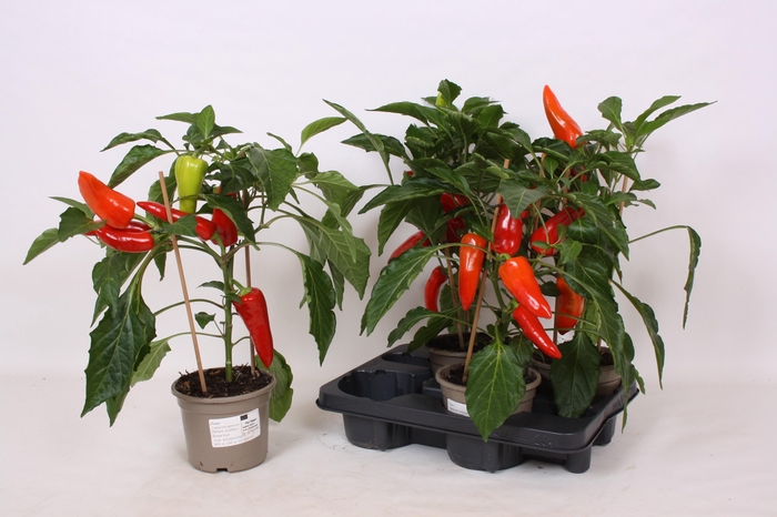 <h4>PEPER PLANTEN</h4>