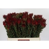Leucadendron Blush